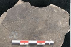 Foto (Detailansicht) von Ficus tenuinervis Ettingshausen (NHMW-GEO-2024-0188-8062a)